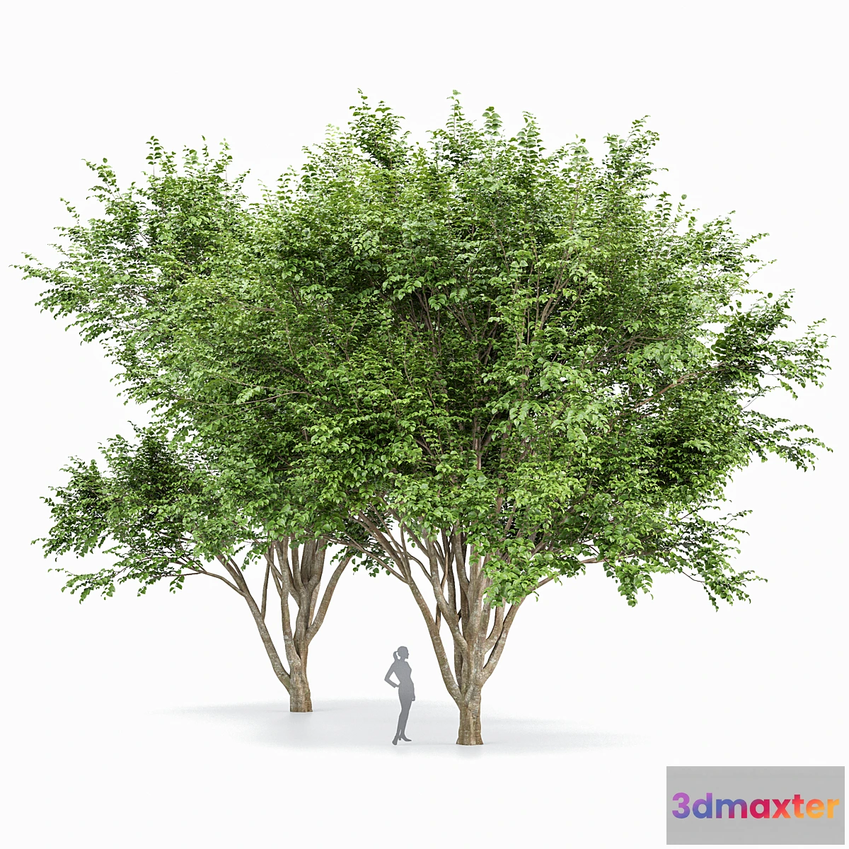 749873 - European Beech 2 Trees