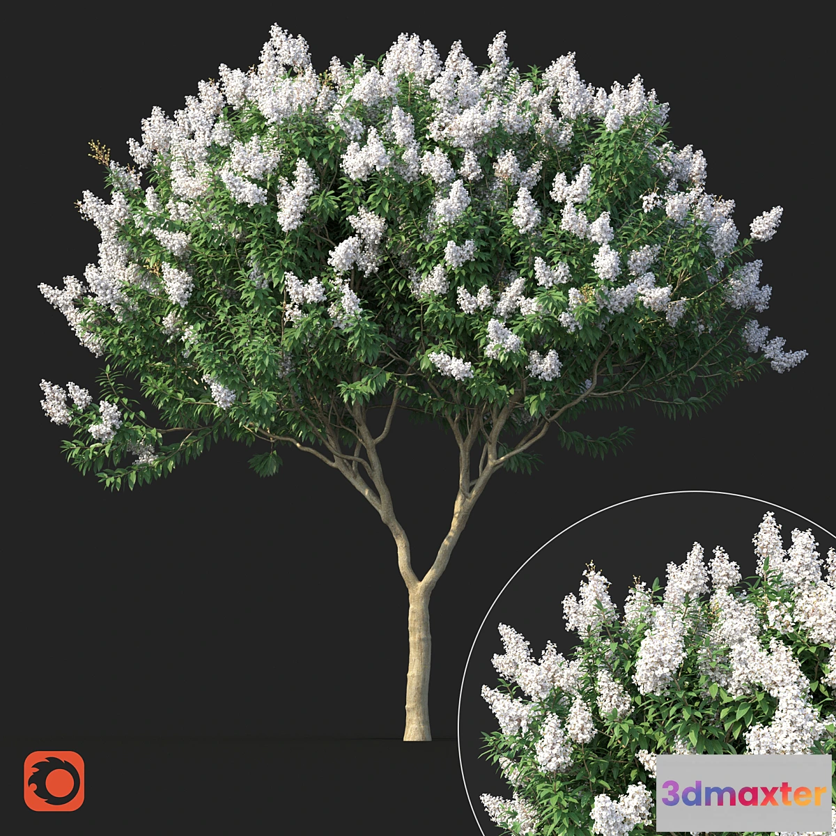 749875 - Lagerstromia tree with white flowers No 1 Corona