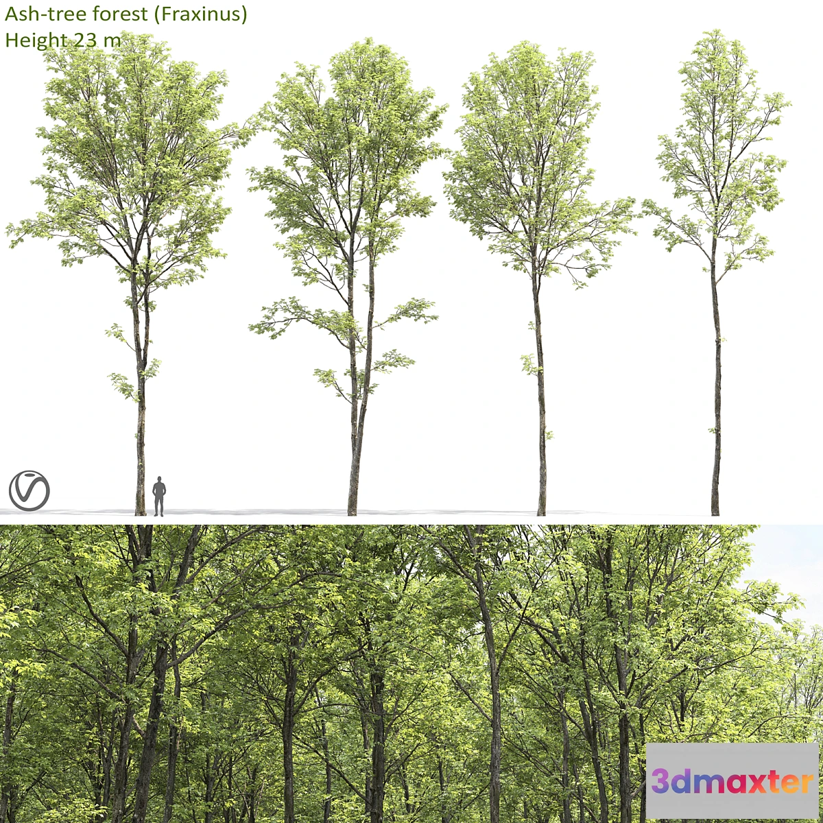 749877 - Ash - No.17