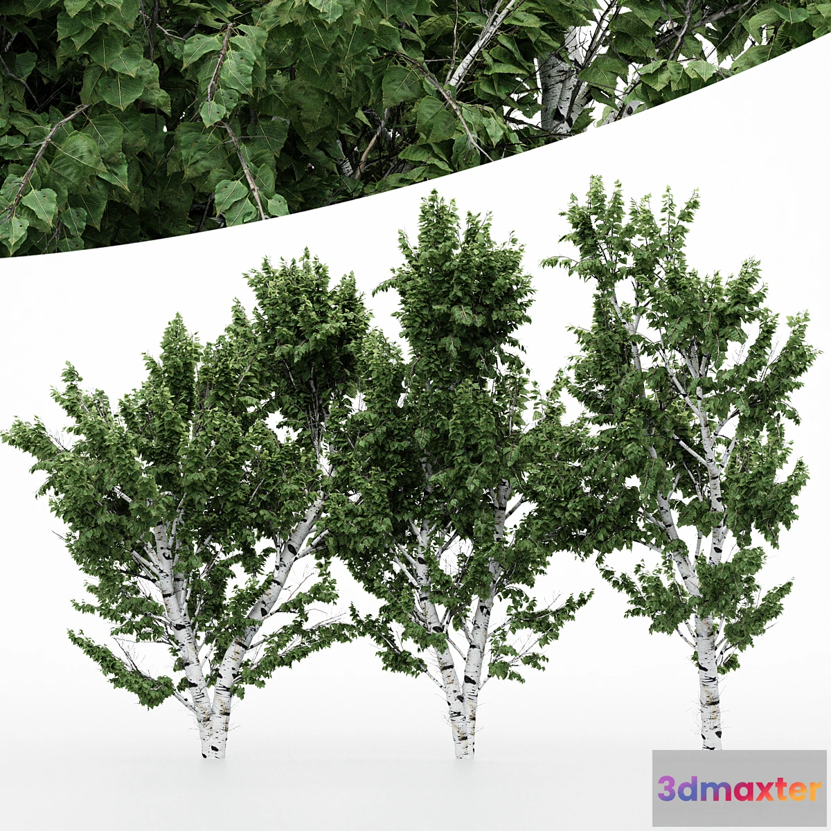 749883 - 5diffrent tree White Birch