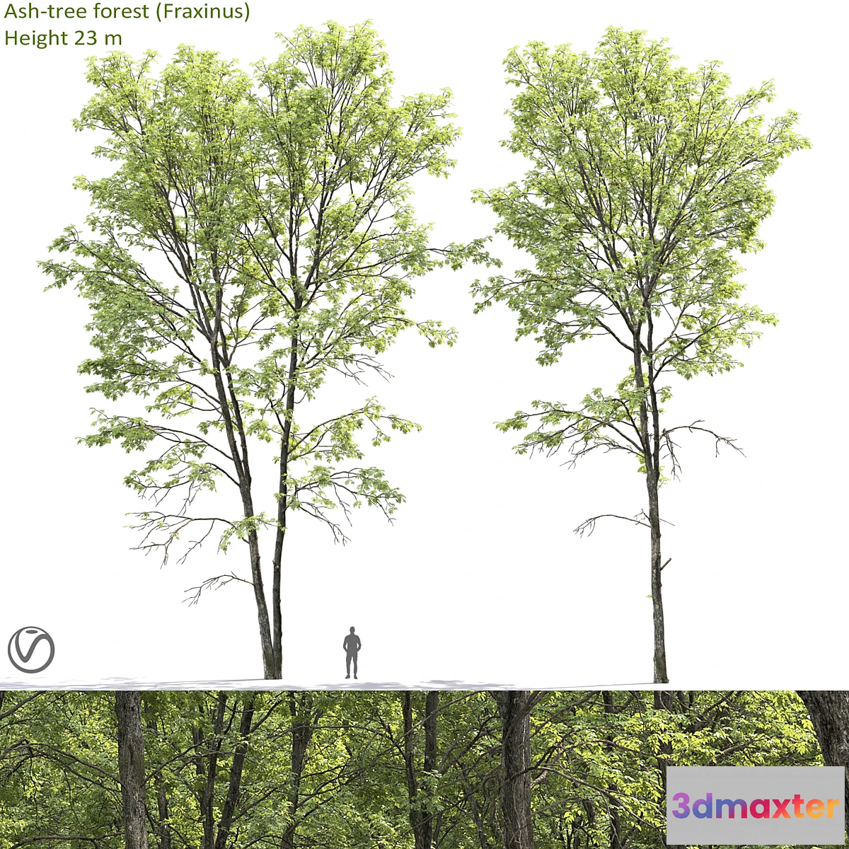 749885 - Ash - No.18