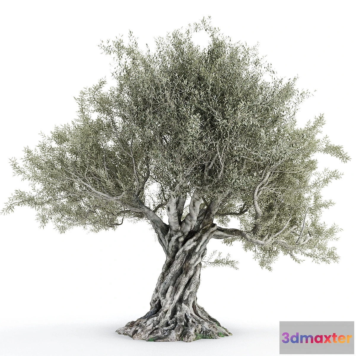 749891 - Olive tree 2 - No.2