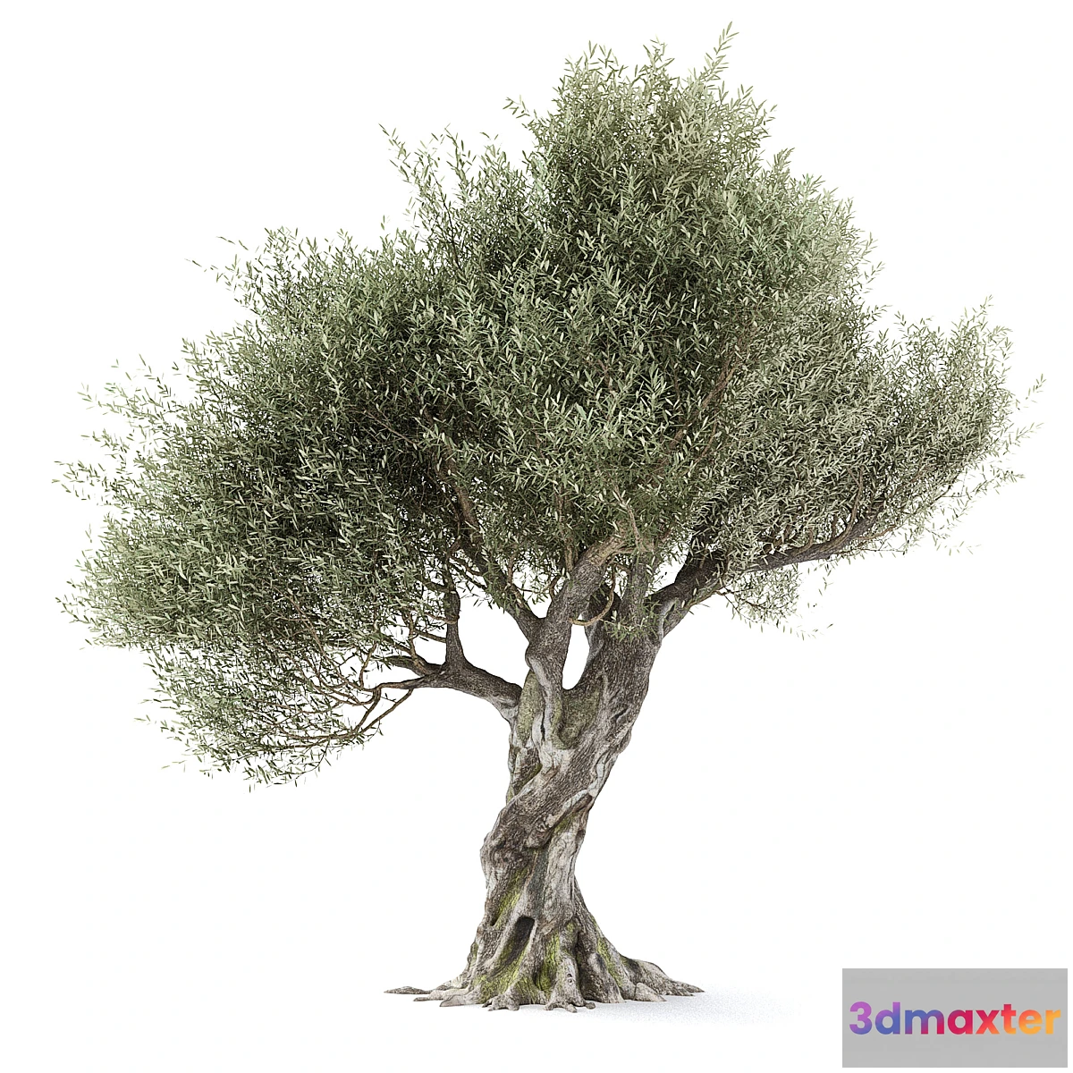749893 - Olive tree 1 - No.3