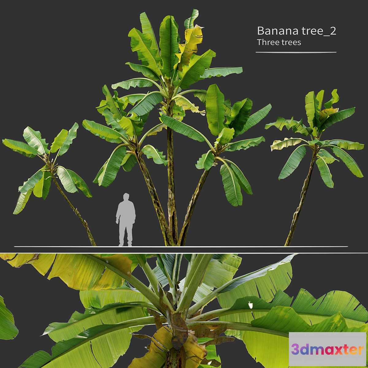 749895 - Banana tree_02