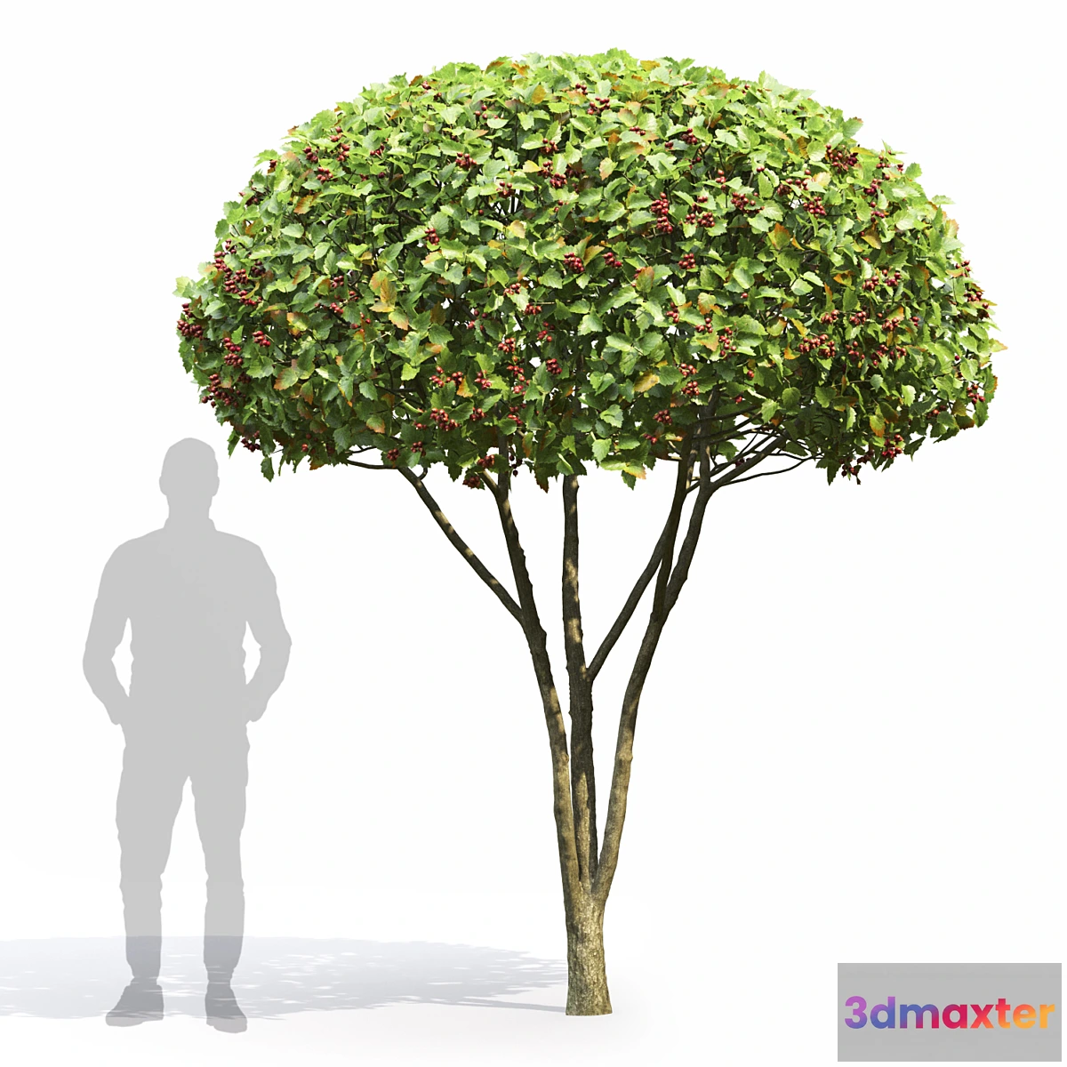 749905 - Crataegus - No.2