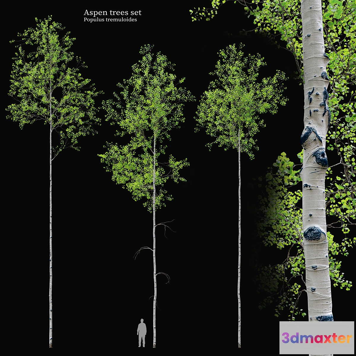 749913 - aspen tree set - No.2