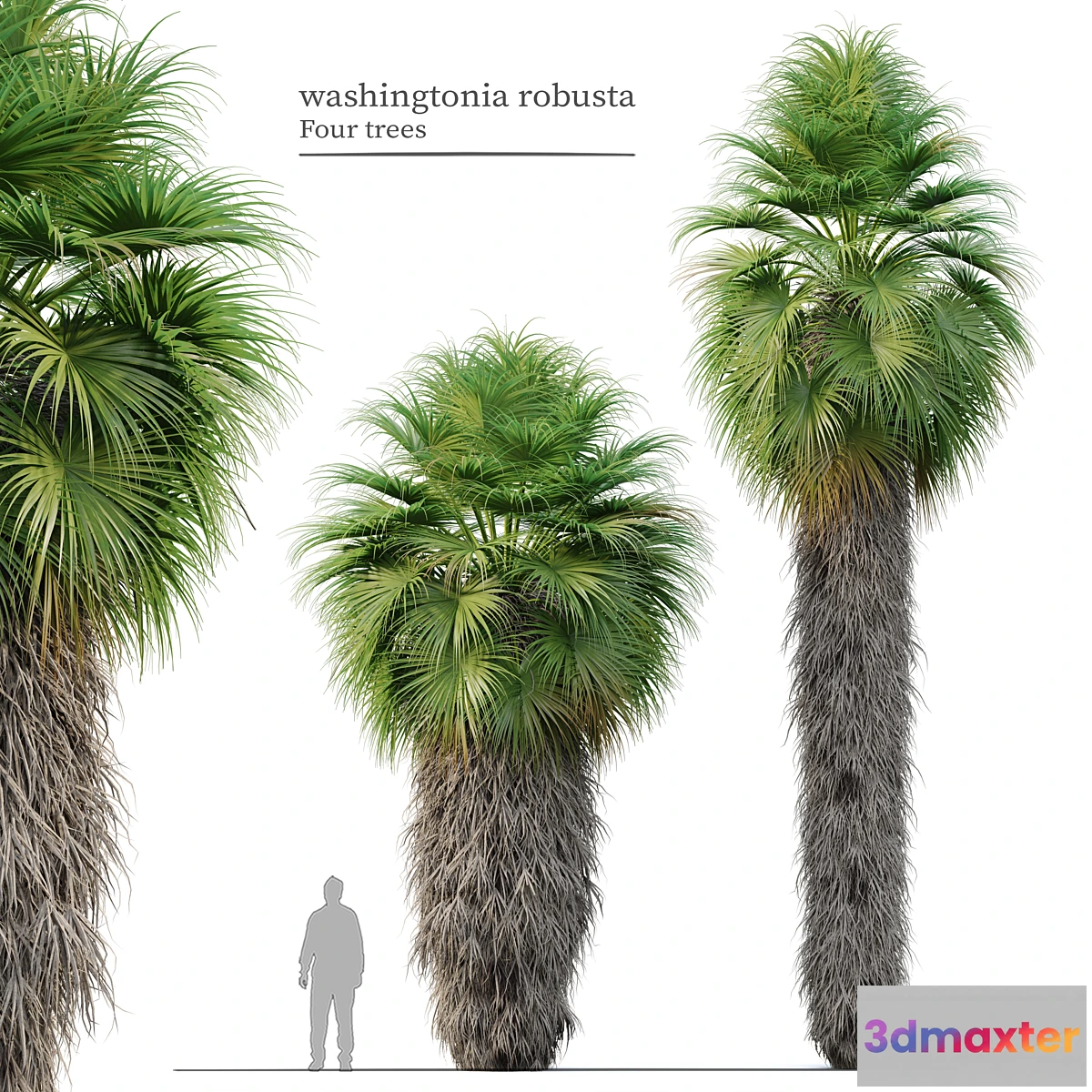 749917 - Washingtonia robusta - No.2