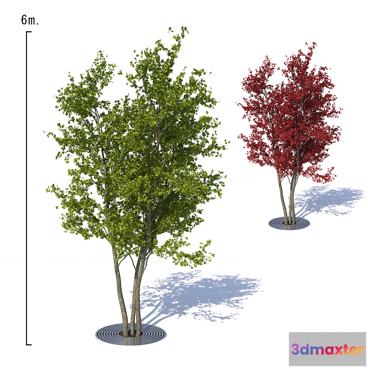 749919 - Urban Maple Tree - No.2