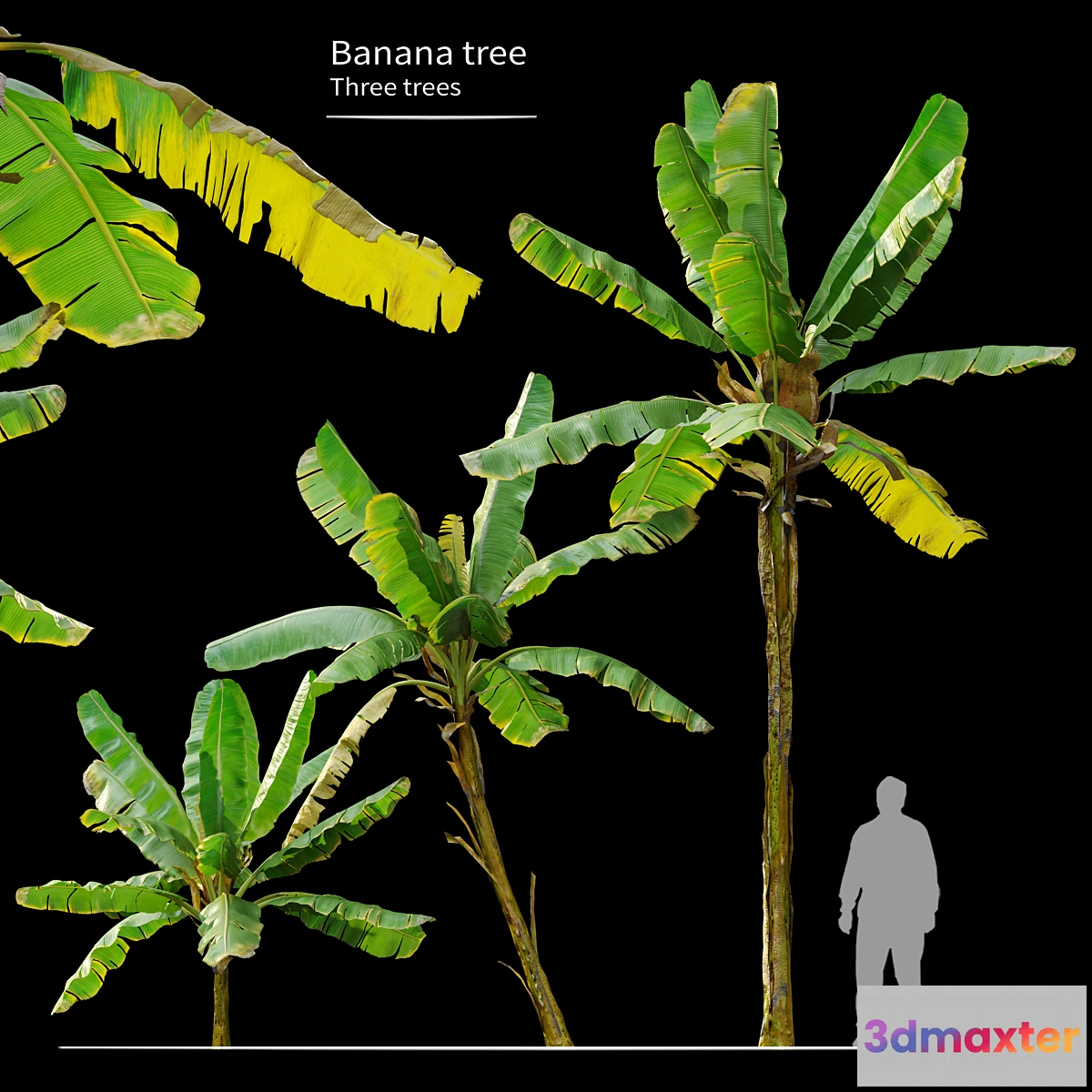 749923 - Banana Tree