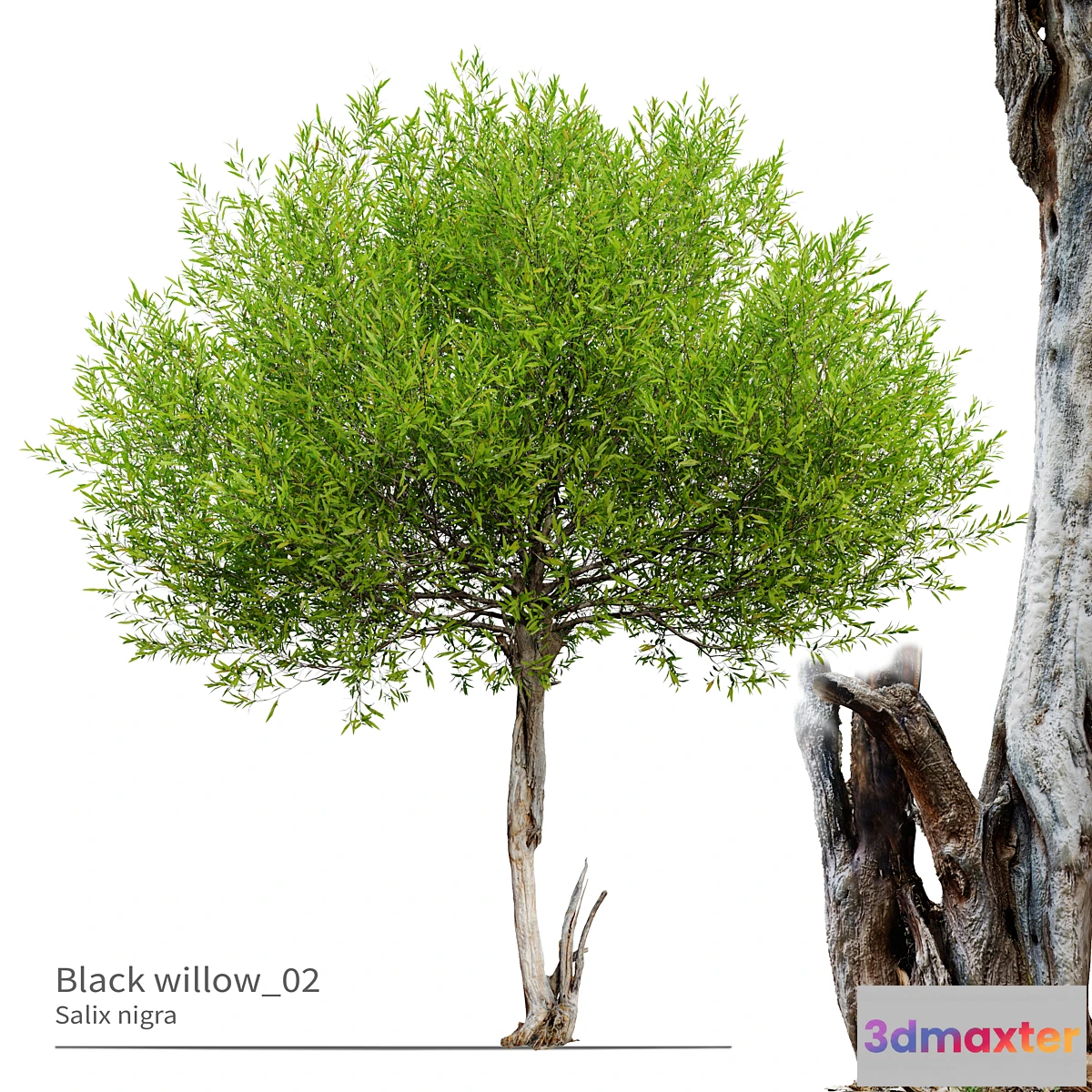 749925 - Black willow_02