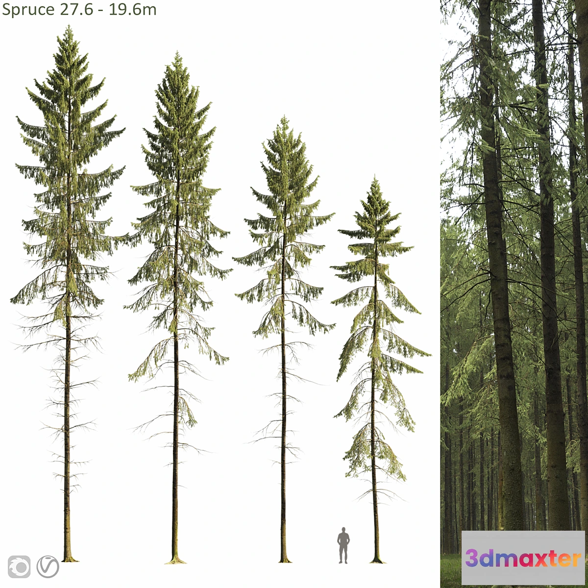 749927 - Spruce - No.20