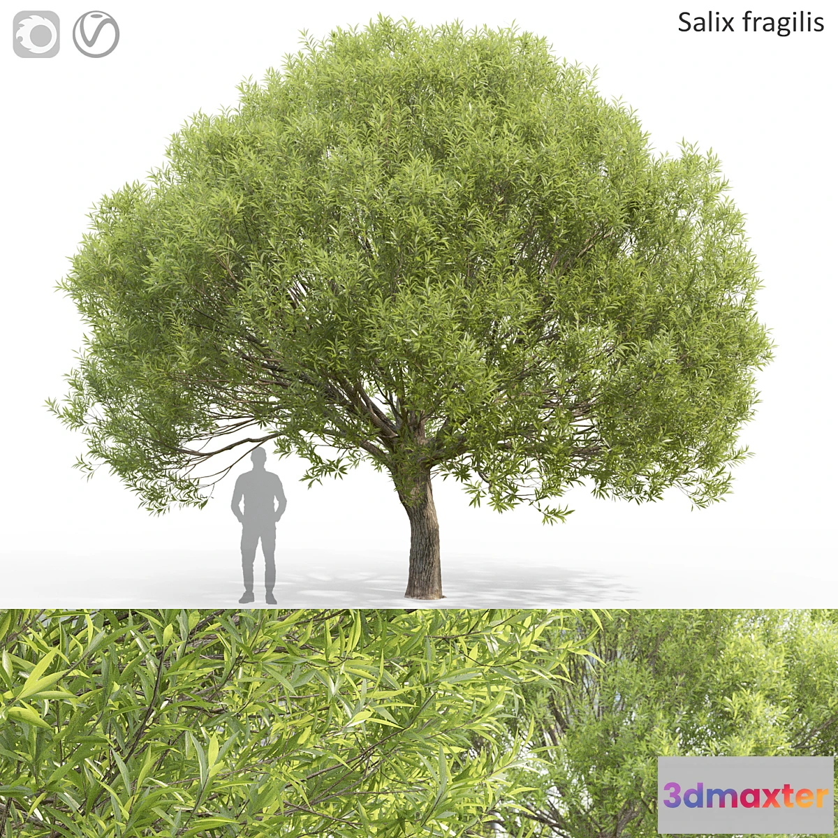 749929 - Willow - No.9