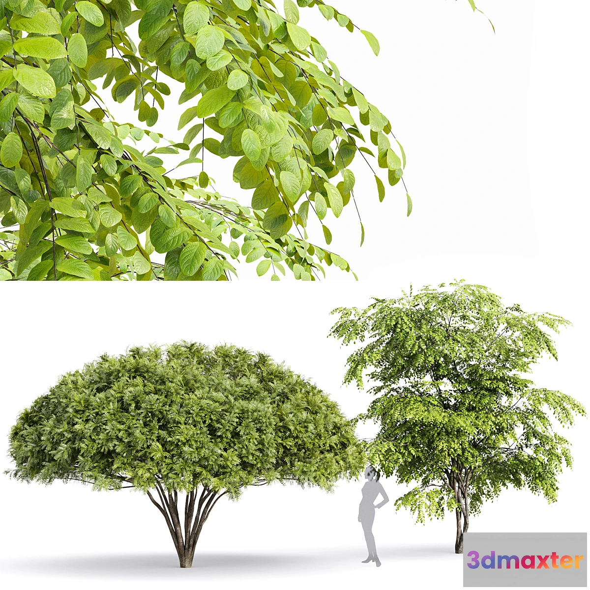 749937 - European Bladdernut Staphylea Pinnata and Palo verde trees