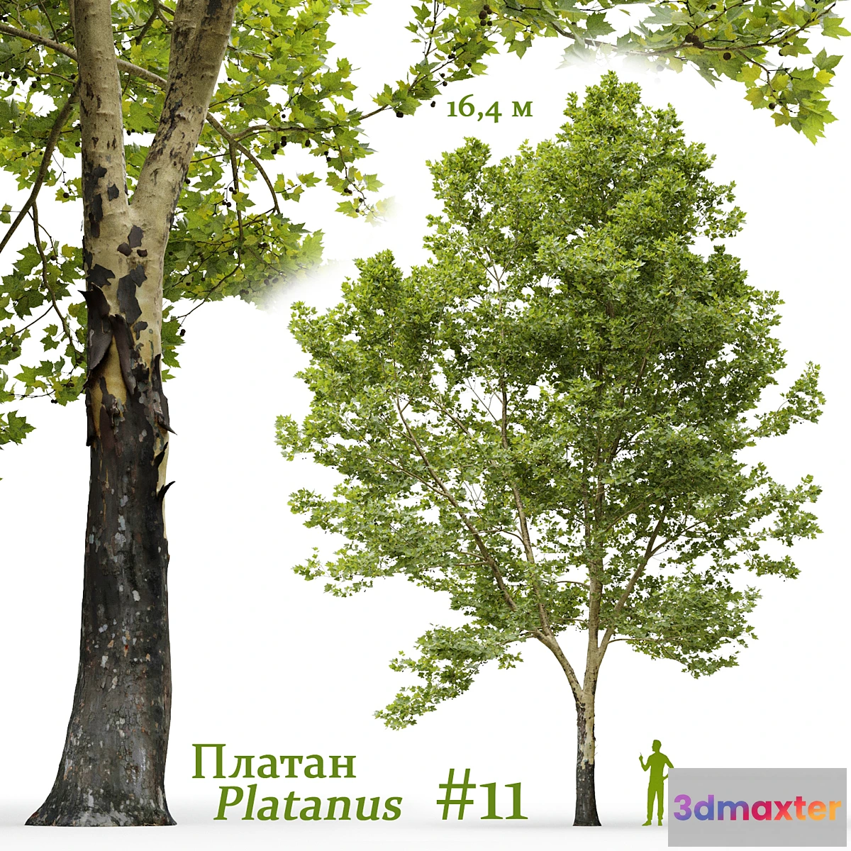 749939 - Plane-tree _ Sycamore _ Platanus #11 - No.2