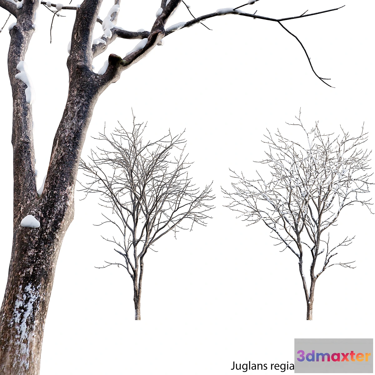 749945 - Juglans regia - Common walnut - winter - snow