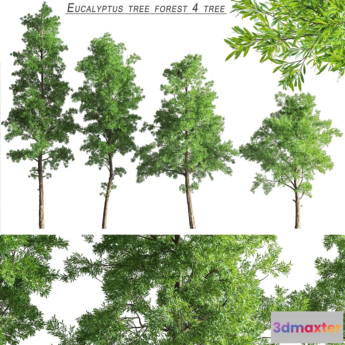 749957 - Eucalyptus_tree_forest_4_tree_vray