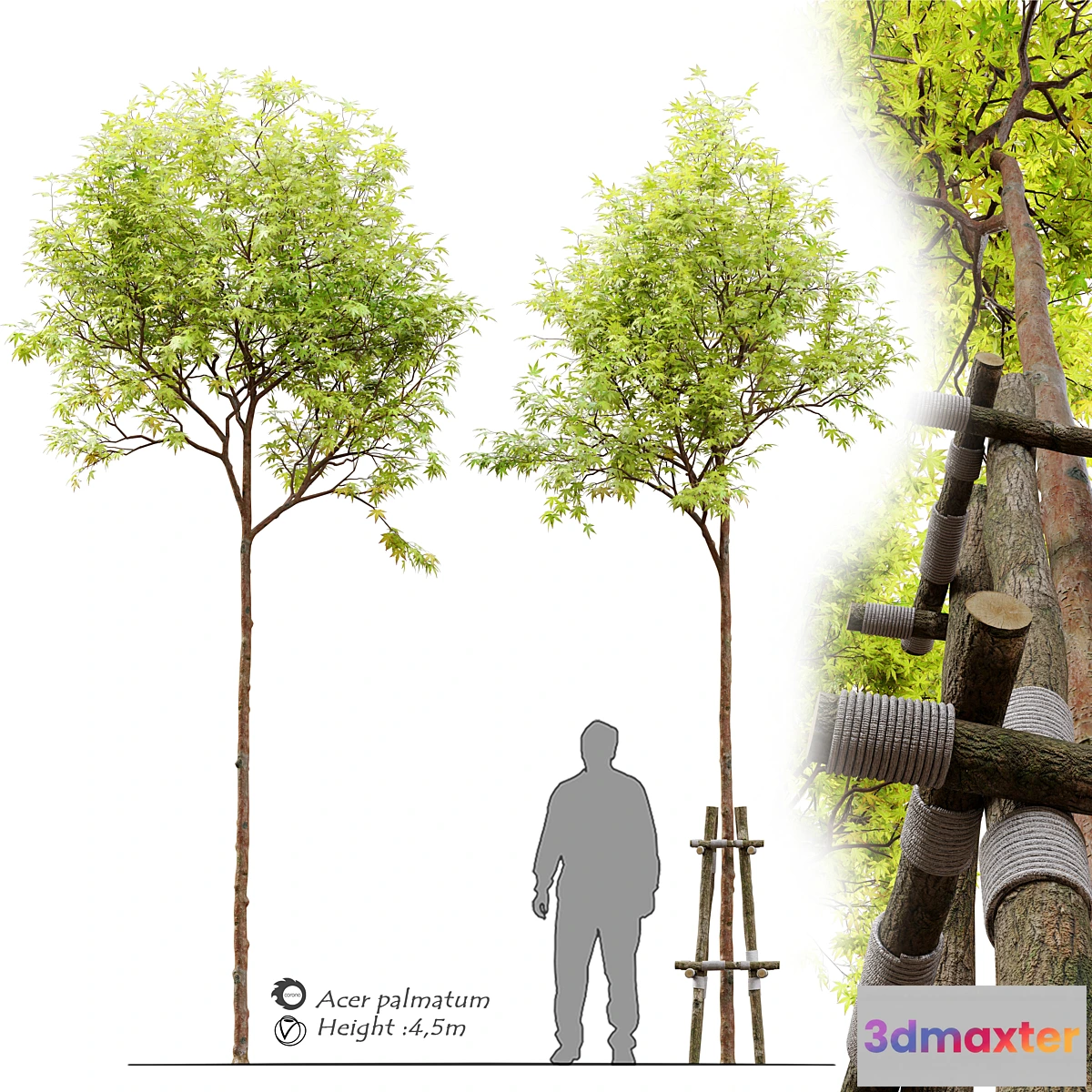 749959 - Acer palmatum