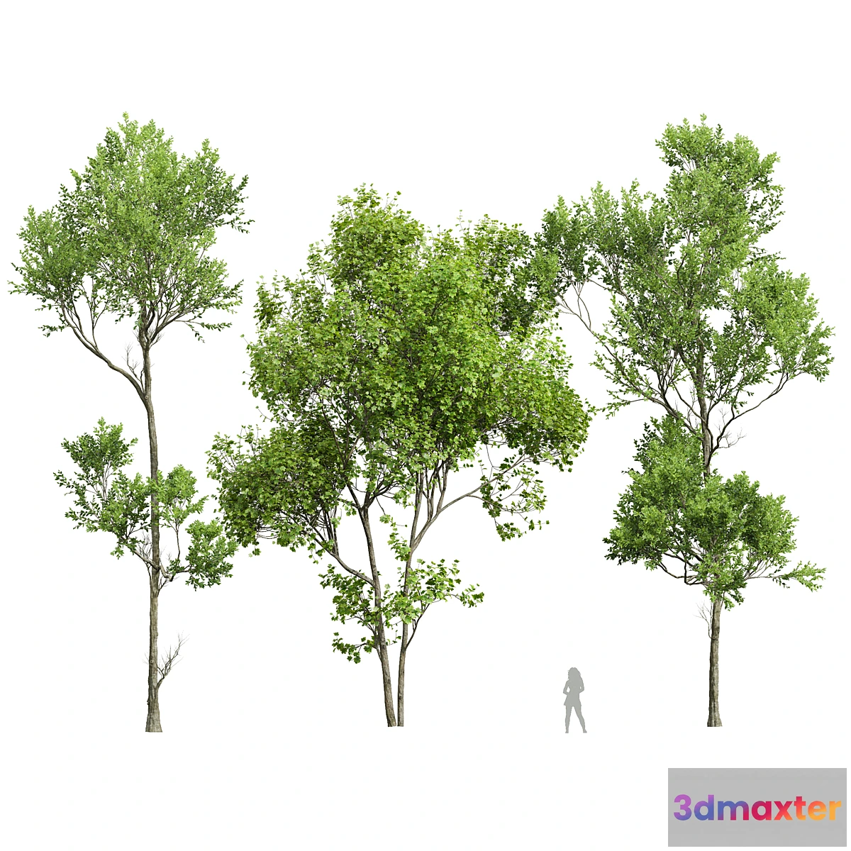 749963 - spring trees - No.2