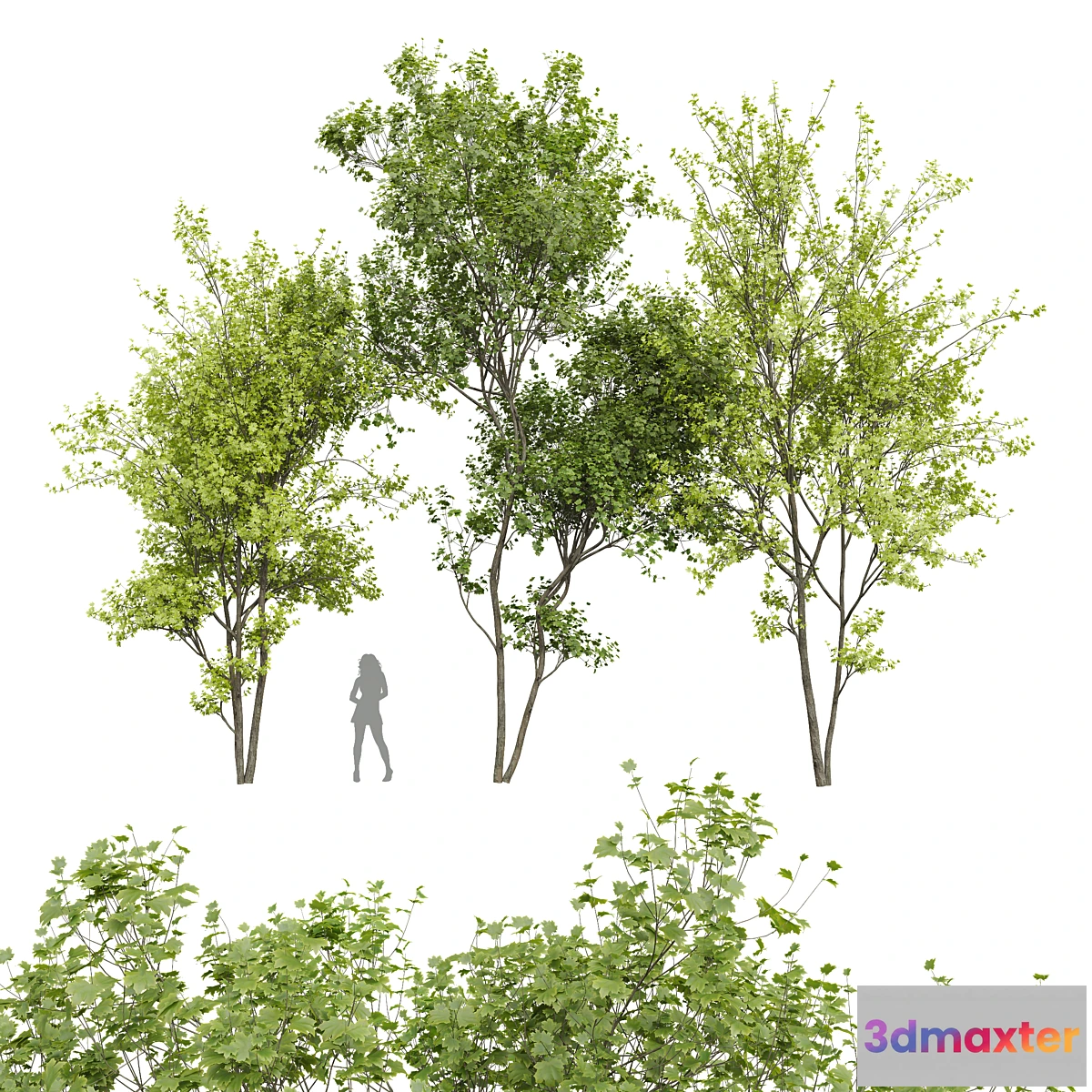 749967 - New Plant Real Tree Acer Saccharinum Spring Summer - No.2