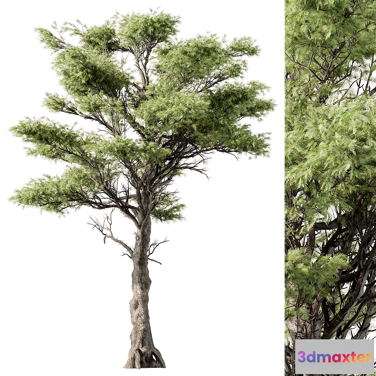 749969 - Big Maple Tree - Set 148 - No.2