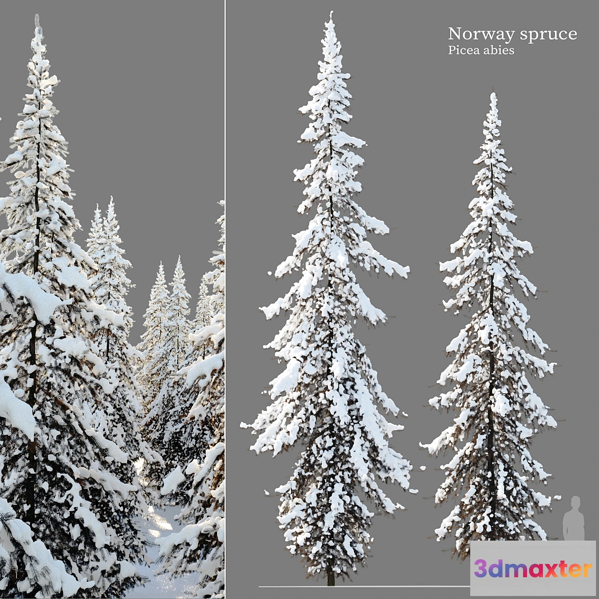 749973 - Winter Norway Spruce 02 - No.2