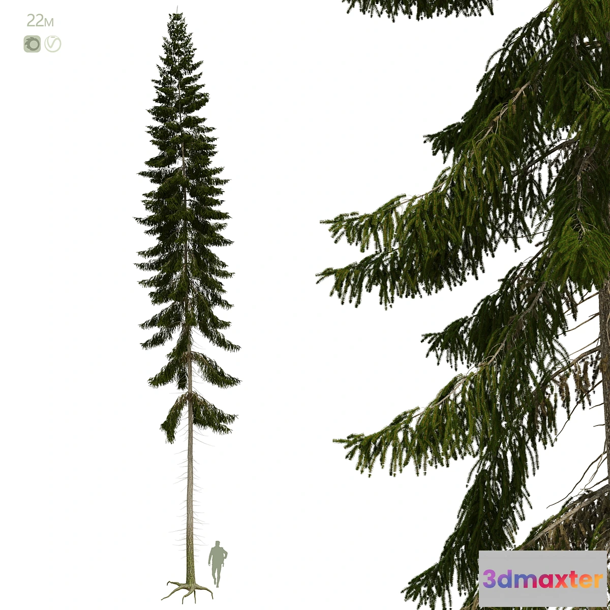 749977 - Spruce 22m - No.2