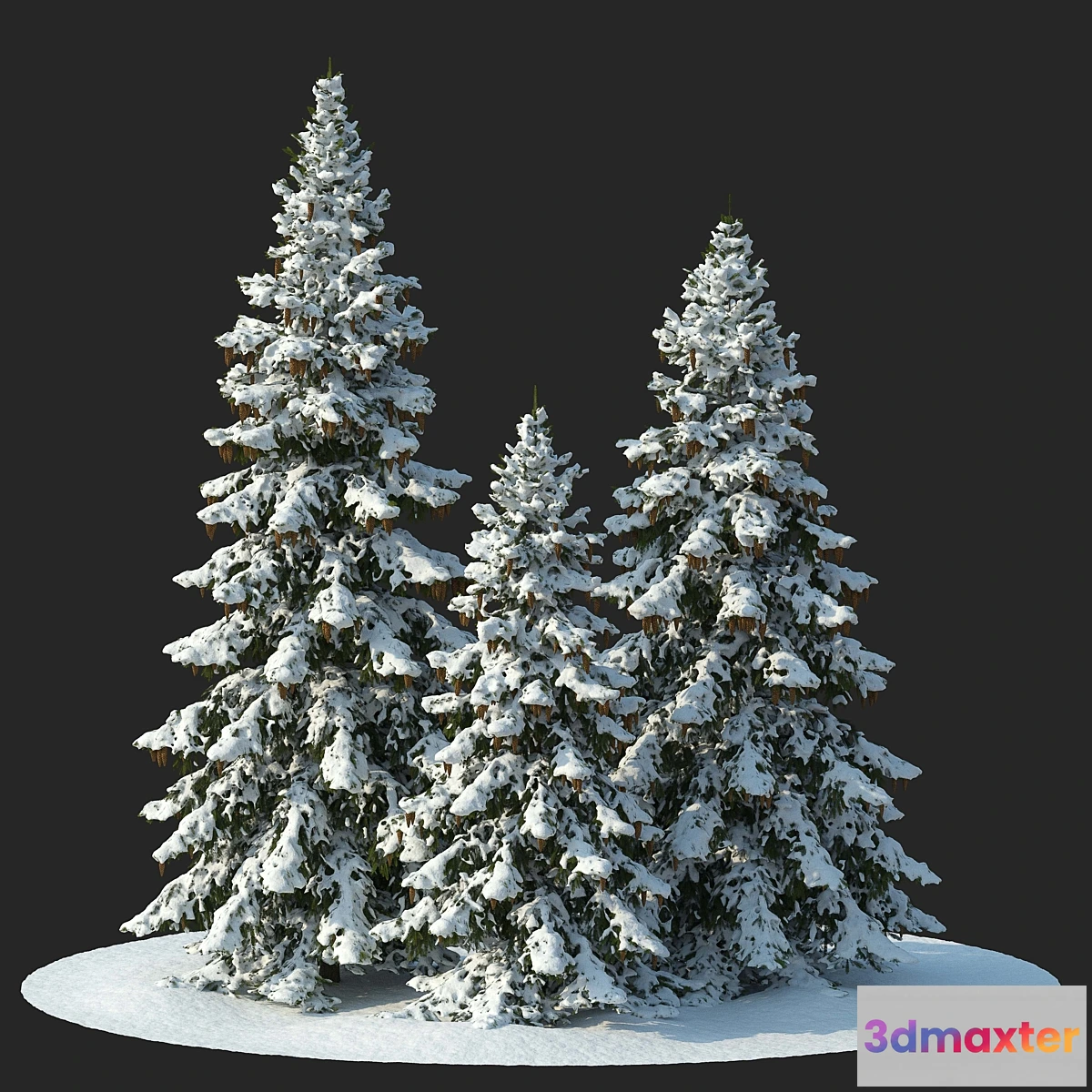 749983 - Winter spruces (Winter spruces) - No.2