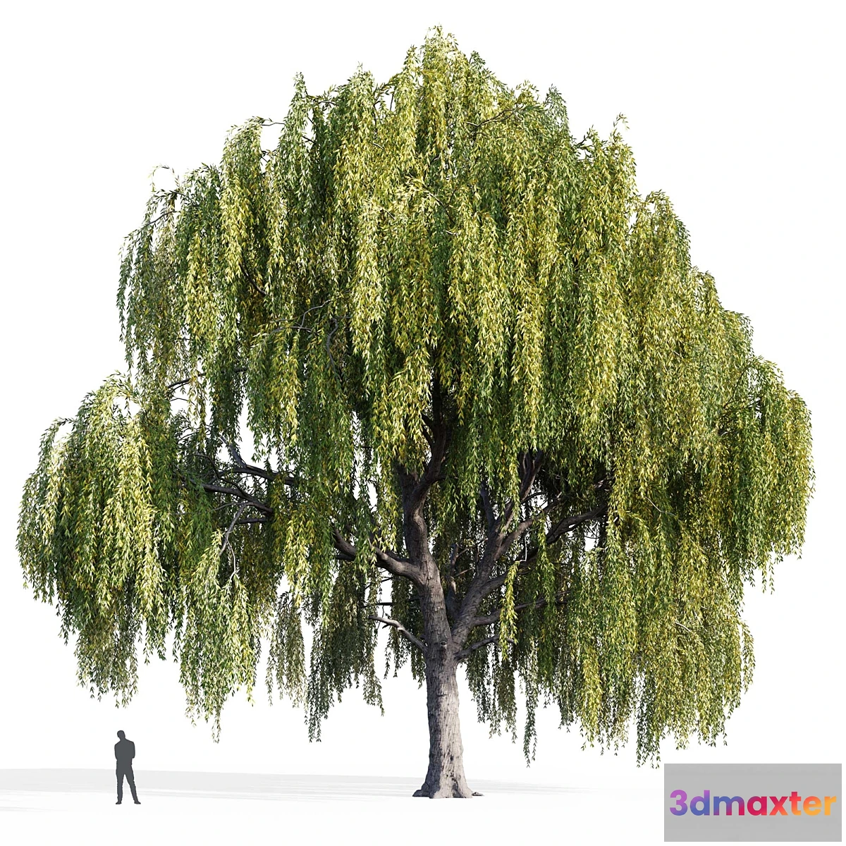 749995 - Willow (Salix Willow)