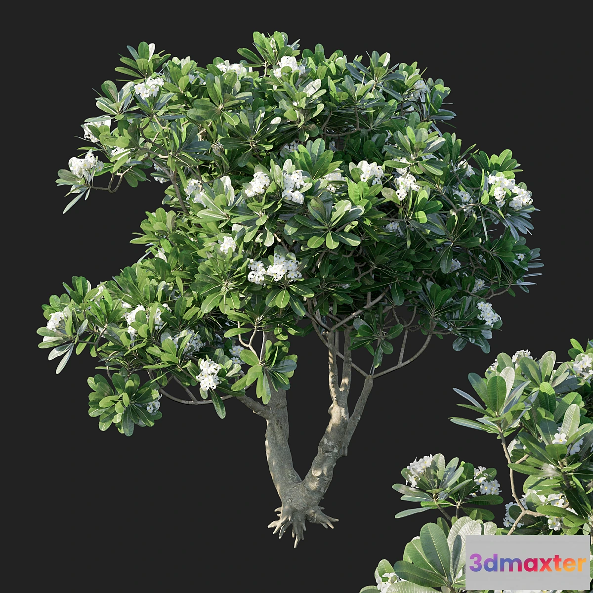 750001 - Plumeria Obtusa