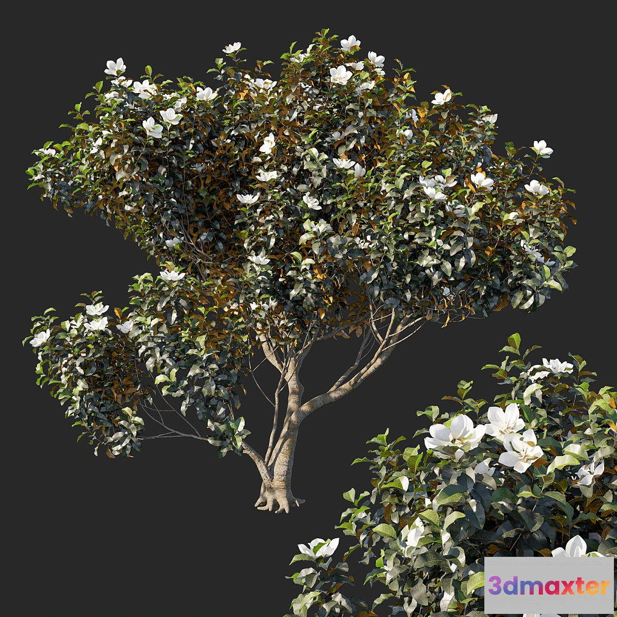 750003 - Magnolia grandiflora 04