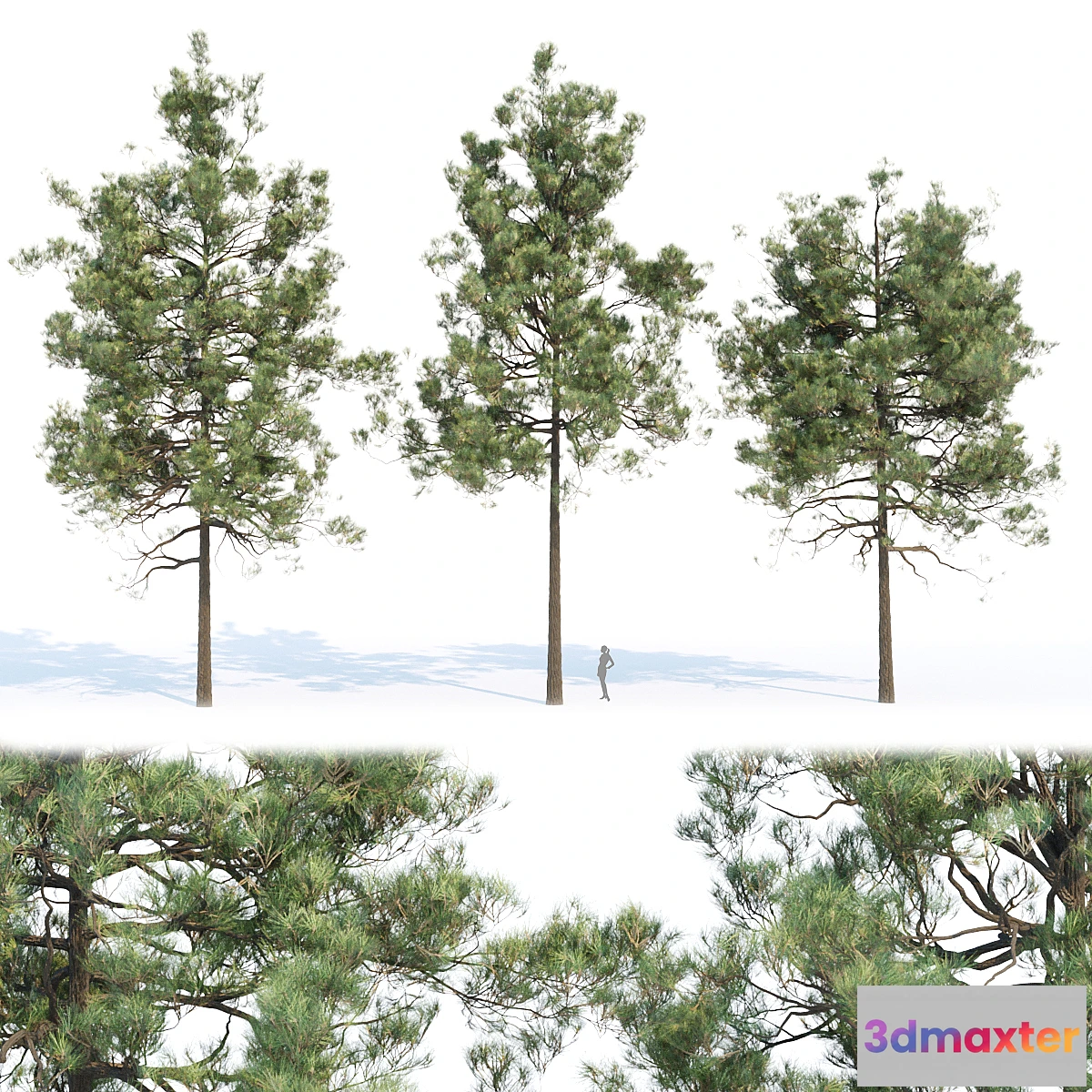750005 - pine trees collection vol 11 - No.2