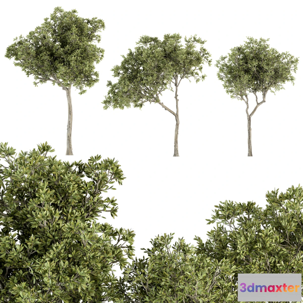 750007 - Small Fringe Tree - Set 49