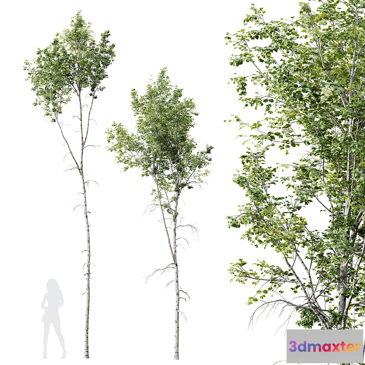 750011 - HQ Plants Betula Pendula02 - No.2