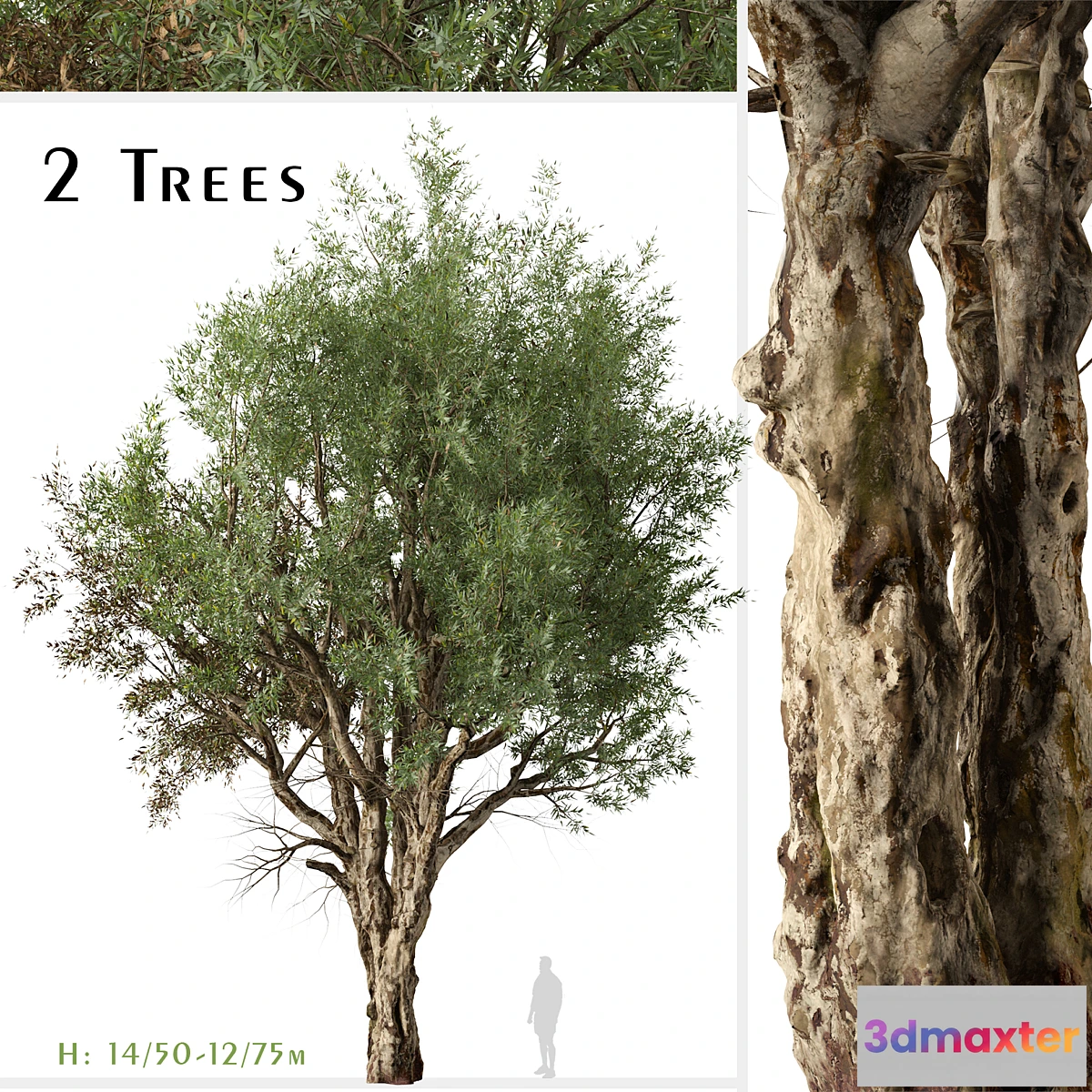 750015 - Set of Eucalyptus Camaldulensis Tree (River Red Gum) (2 Trees)