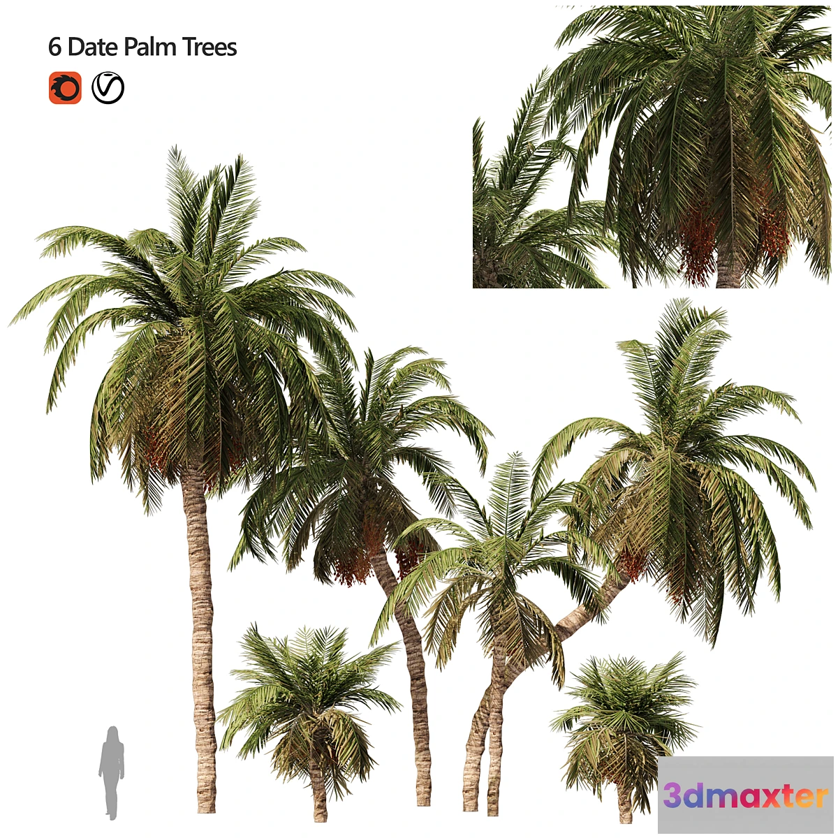 778099 - 6 Arbian Date Palm Trees