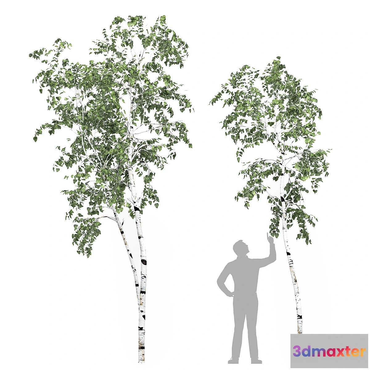 778101 - Birch tree set 8