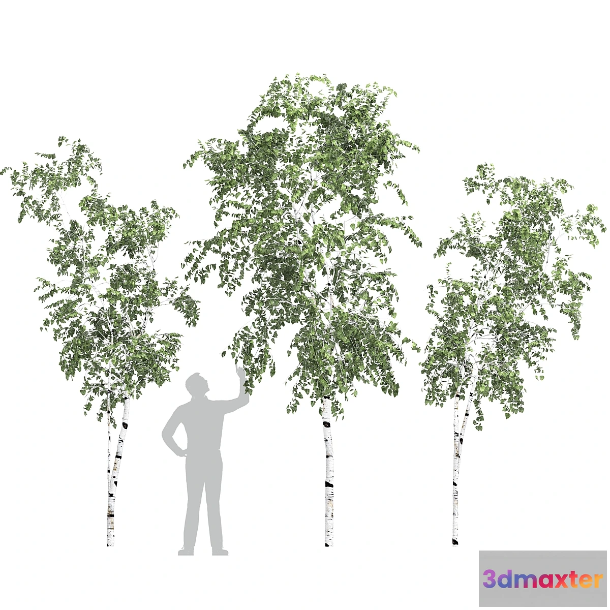 778103 - Birch tree set 9