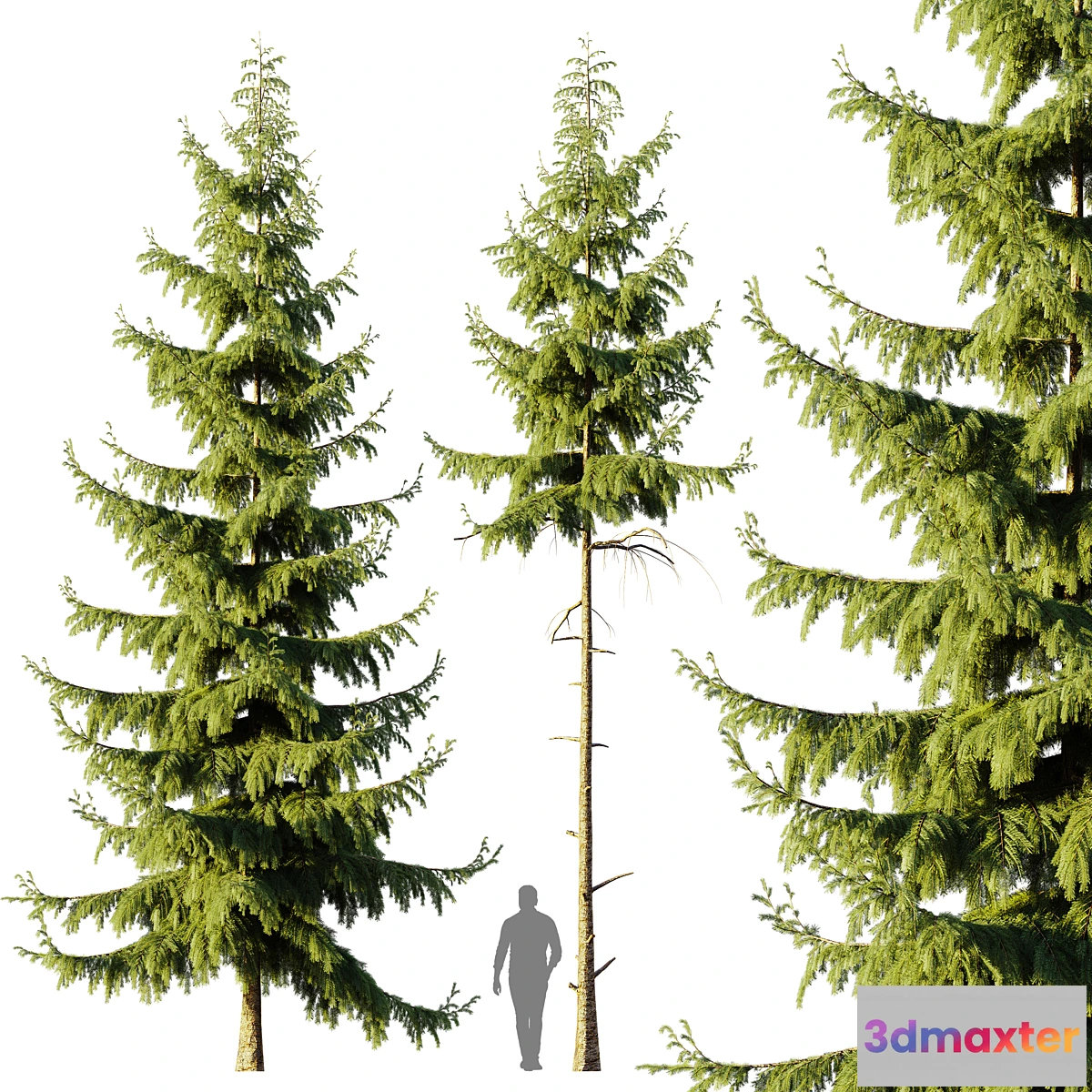 778105 - Pine Spruce