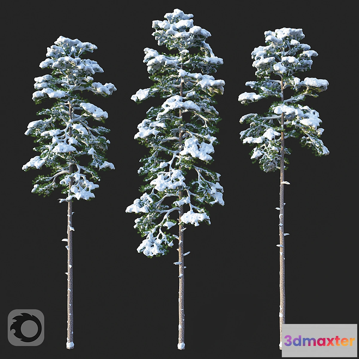 778109 - Pine. Set 02. Snow version - No.2