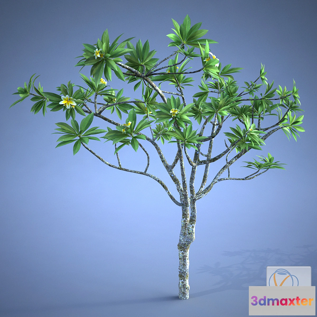 792064 - Plumeria_plant - No.2