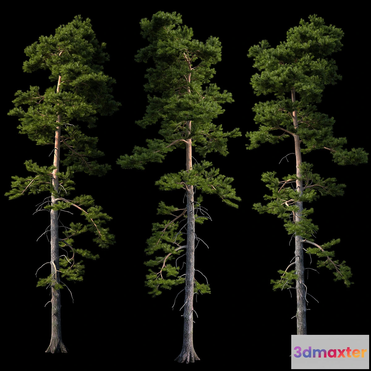 792134 - European pine - No.3