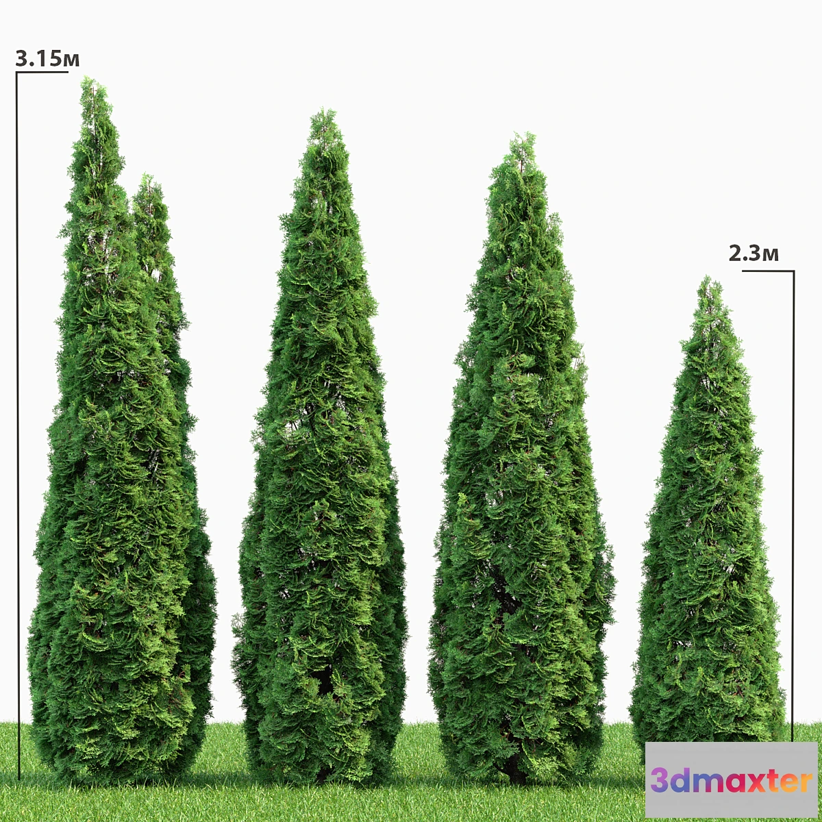 792690 - Thuja - No.5
