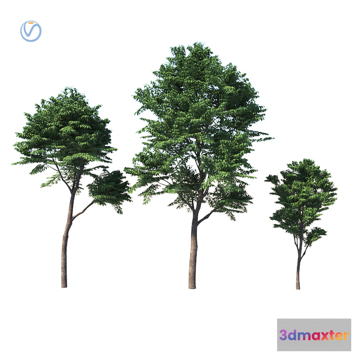 792834 - Fraxinus excelsior - No.2