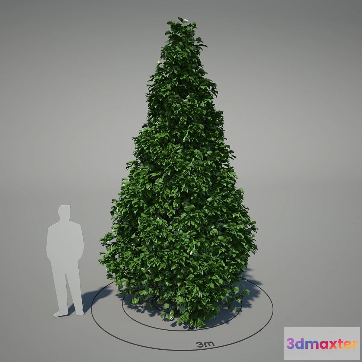 802826 - Magnolia Kobus (pyramidal shape JULY) - Magnolia kobus (pyramidal form JULY)