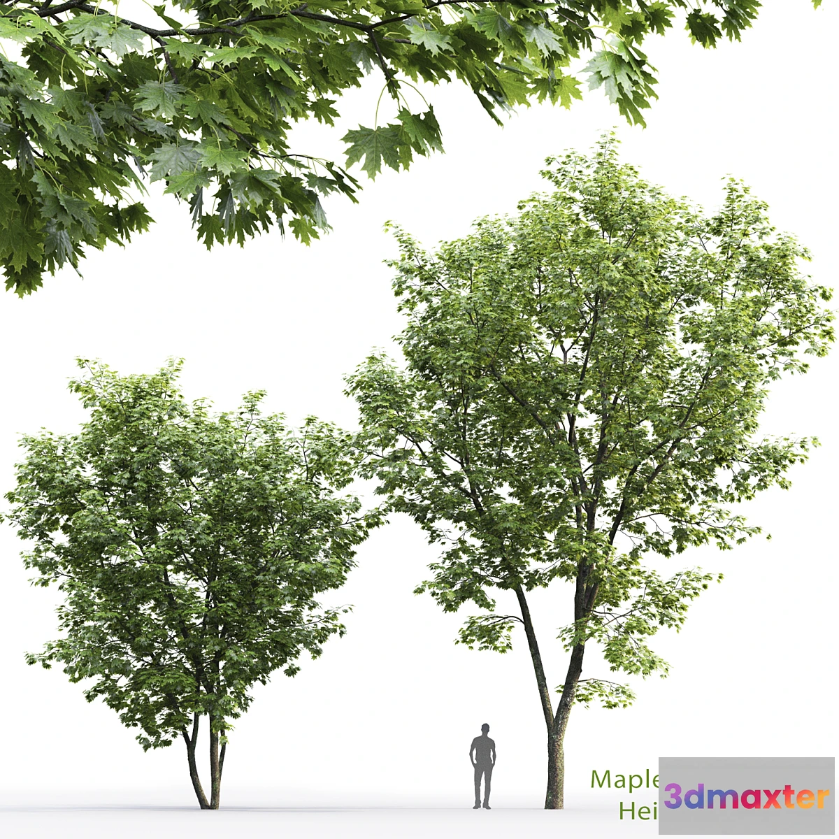 819160 - Maple - No.14