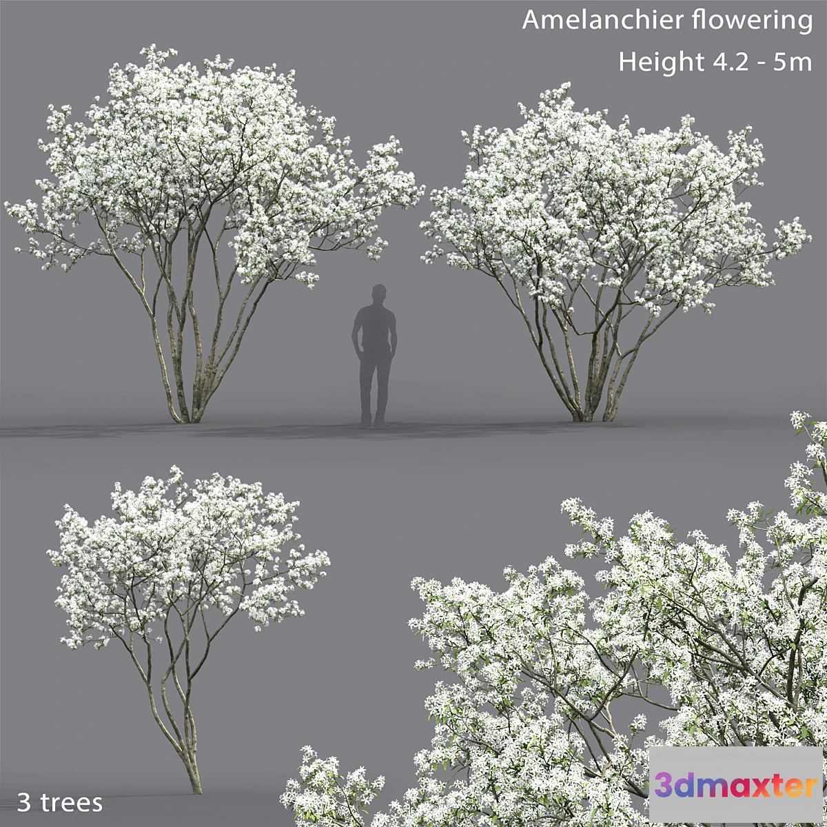 819174 - Amelanchier - No.4