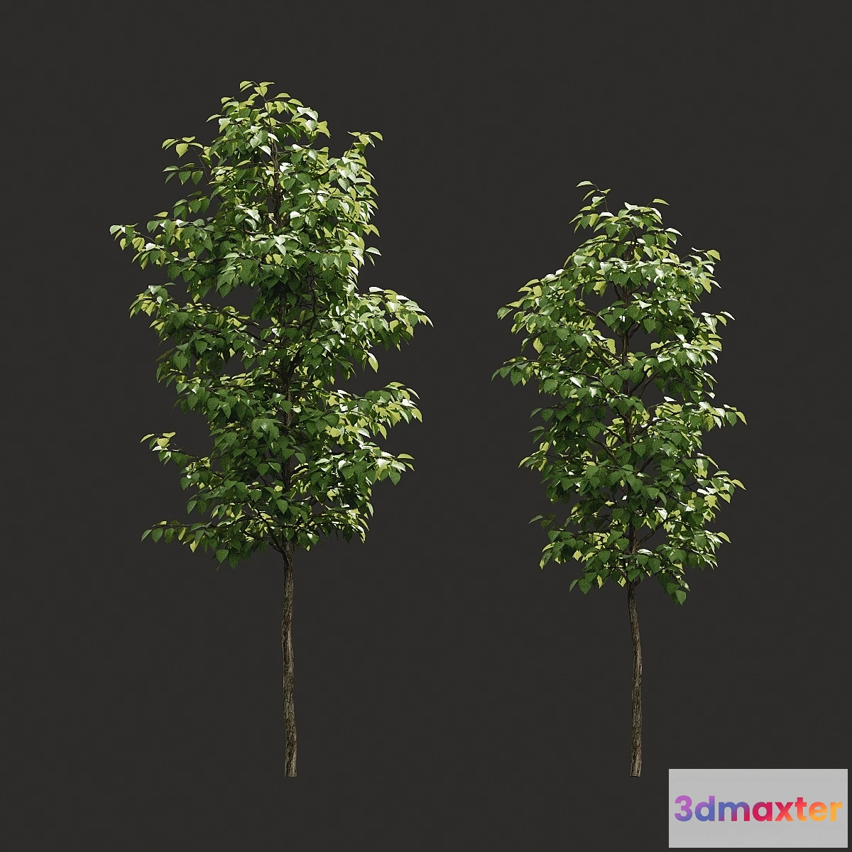 819192 - Summer tree # 06