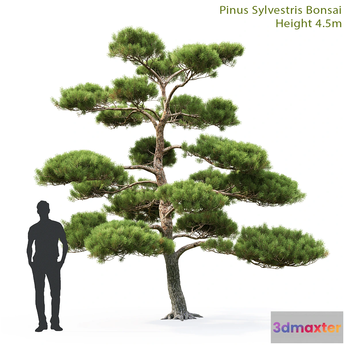 819212 - Bonsai - No.19