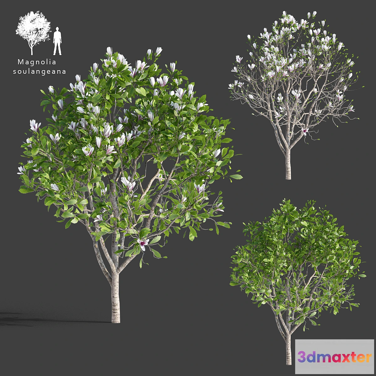 819214 - Magnolia Sulange  Magnolia x soulangeana