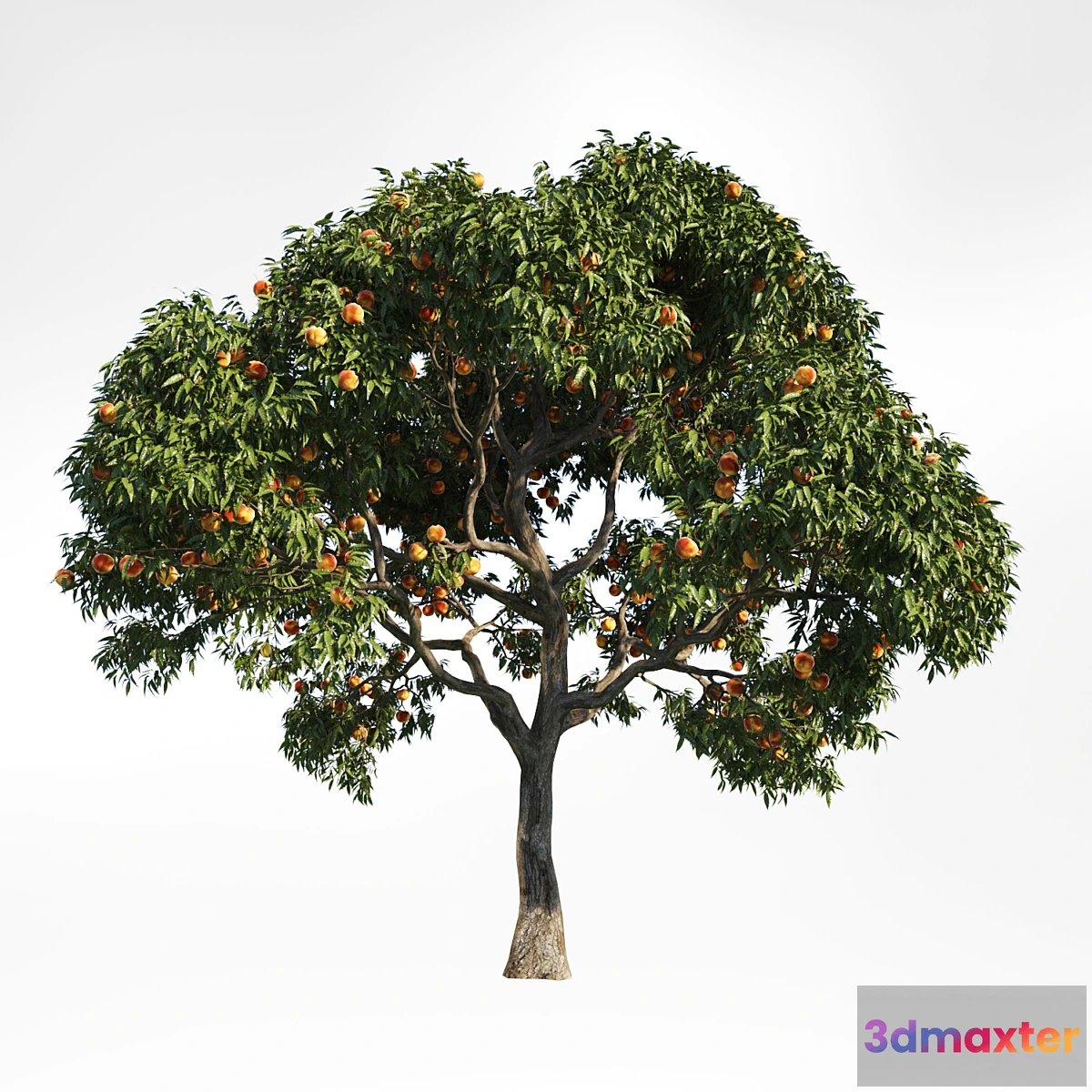 819252 - peach tree 10